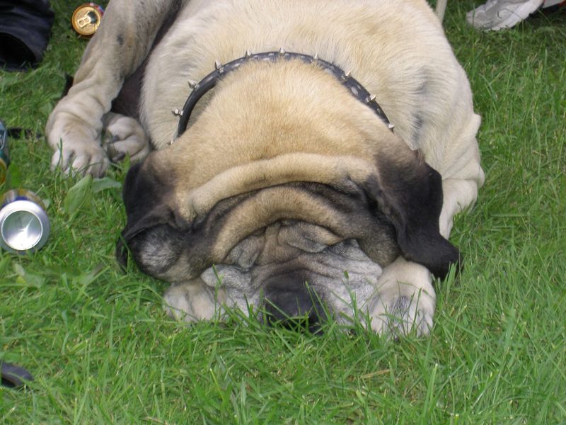 TrÃ¶tt vovve, eller fÃ¶r mÃ¥nga Ã¶l? Nej, vÃ¤nta nu... Det Ã¤r ju en orakad SWE 
FrÃ¥n: 	SWE 	(mÃ¥n 17 okt 2005 17.55.32)
Kan inte vara jag.....
Inte mitt halsband.....
