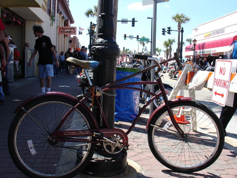 En katt bland hermelinerna i Daytona
