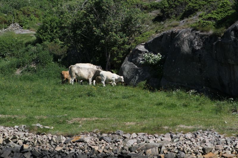 Foto: Boatman
Nyckelord: Bilder-Ramsvik;Ã¥rstrÃ¤ff2016